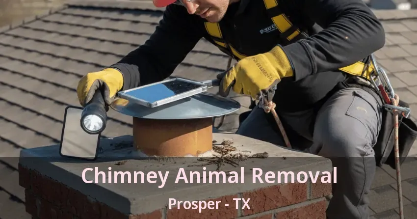 Chimney Animal Removal Prosper - TX Chimney Animal Removal Prosper - TX
